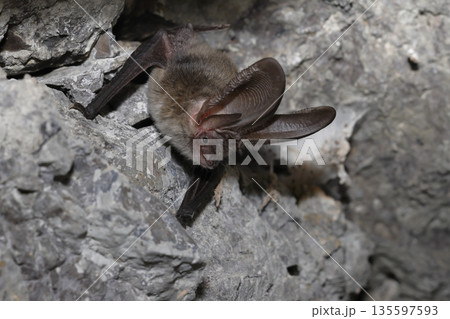 Canary long-eared bat. Canary long-eared bat. 135597593