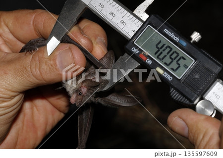 Taking measurements of a Canary long-eared bat. Taking measurements of a Canary long-eared bat. 135597609