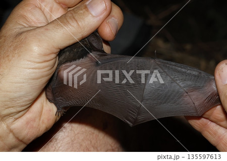 Wing of a Canary long-eared bat. Wing of a Canary long-eared bat. 135597613
