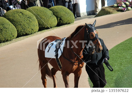 パドックを歩く競走馬 パドックを歩く競走馬 135597622