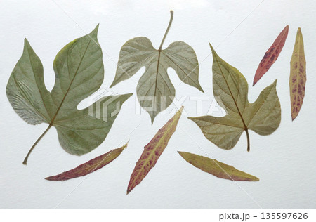 Pressed and dried leaves, flowers isolated on white background. For use in floral patterns, herbariums, scrapbooking. 135597626