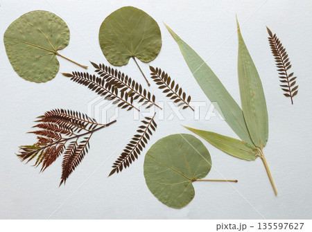 Pressed and dried leaves, flowers isolated on white background. For use in floral patterns, herbariums, scrapbooking. 135597627