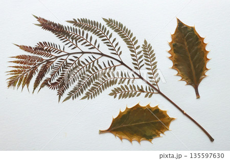 Pressed and dried leaves, flowers isolated on white background. For use in floral patterns, herbariums, scrapbooking. Pressed and dried leaves, flowers isolated on white background. For use in floral patterns, herbariums, scrapbooking. 135597630