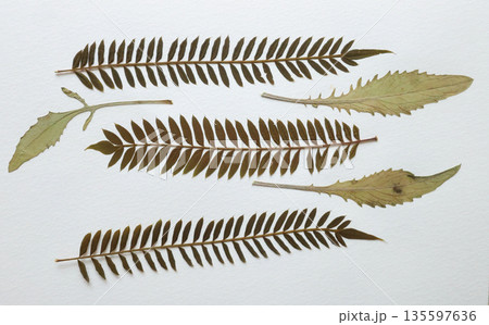 Pressed and dried leaves, flowers isolated on white background. For use in floral patterns, herbariums, scrapbooking. 135597636