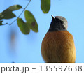 見上げるジョウビタキのオス 135597638