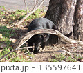 木をくぐろうとして失敗する猫 135597641