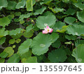 葉の間から顔を出した蓮の花 135597645