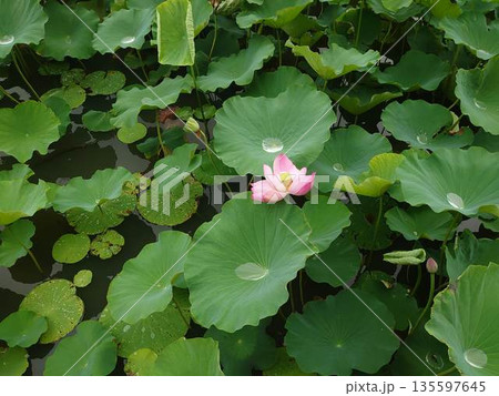 葉の間から顔を出した蓮の花 135597645