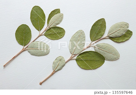 Pressed and dried leaves, flowers isolated on white background. For use in floral patterns, herbariums, scrapbooking. 135597646