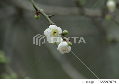 白梅の開花 実梅品種 青軸 白梅の開花 実梅品種 青軸 135597674