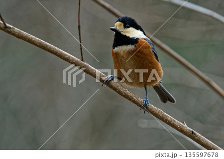 枝に止まるシジュウカラ科ヤマガラ 135597678