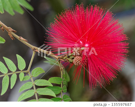マメ科オオベ二ゴウカンの花 135597687
