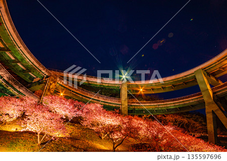 （静岡県）河津桜咲く、河津七滝ループ橋（日が落ちて） 135597696