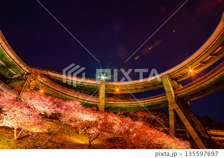 (静岡県)河津桜咲く、河津七滝ループ橋(日が落ちて) (静岡県)河津桜咲く、河津七滝ループ橋(日が落ちて) 135597697