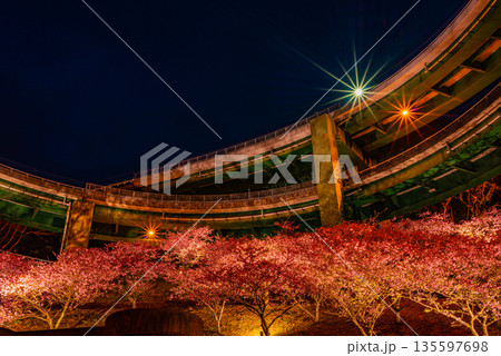 （静岡県）河津桜咲く、河津七滝ループ橋（日が落ちて） 135597698