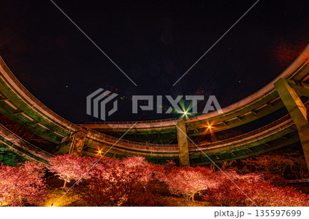 (静岡県)河津桜咲く、河津七滝ループ橋(日が落ちて) (静岡県)河津桜咲く、河津七滝ループ橋(日が落ちて) 135597699