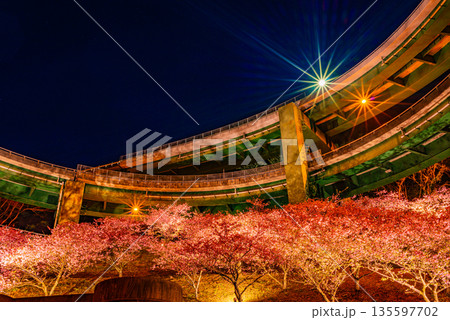 (静岡県)河津桜咲く、河津七滝ループ橋(日が落ちて) (静岡県)河津桜咲く、河津七滝ループ橋(日が落ちて) 135597702