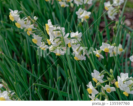 早春の花 水仙開花 135597760