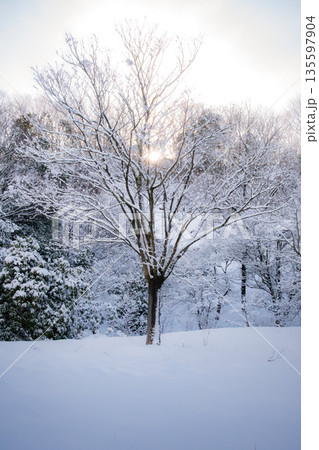 真っ白な雪に覆われた冬の樹木 135597904
