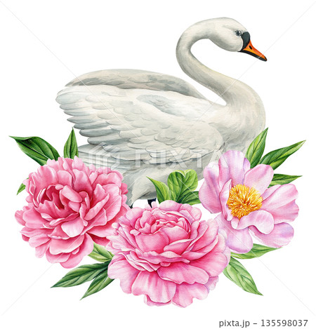 White swan with pink peonies watercolor illustration elegant floral bird composition isolated on white White swan with pink peonies watercolor illustration elegant floral bird composition isolated on white 135598037