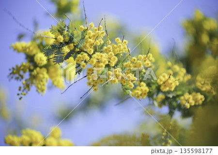 青空に浮かぶミモザの花房 ふんわり玉ボケ（横） 135598177