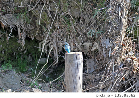 カワセミ 翡翠 かわせみ 東村山市北山公園 東村山浄化センター公園 カワセミ 翡翠 かわせみ 東村山市北山公園 東村山浄化センター公園 135598362