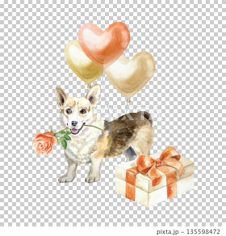 Corgi with a rose, balloons and a gift box. Hand drawn watercolor illustration of a dog, isolated. Perfect for designing cards and invitations for Valentines Day, birthdays and declarations of love. Corgi with a rose, balloons and a gift box. Hand drawn watercolor illustration of a dog, isolated. Perfect for designing cards and invitations for Valentines Day, birthdays and declarations of love. 135598472
