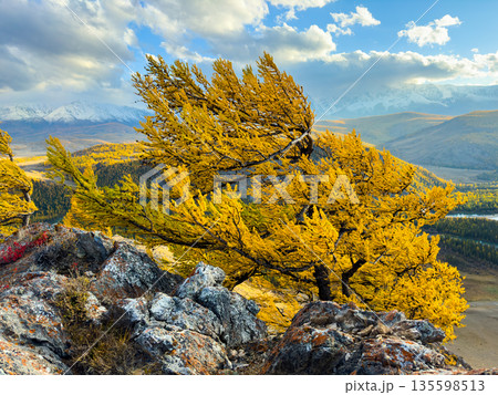 Yellow autumn tree on rocky hillside with distant mountains and blue sky in Altai landscape 135598513