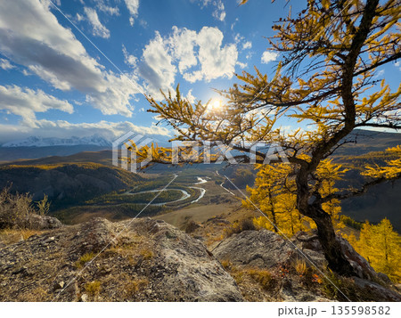 Golden autumn landscape in Altai with sunlit yellow trees winding river and rugged rocks 135598582