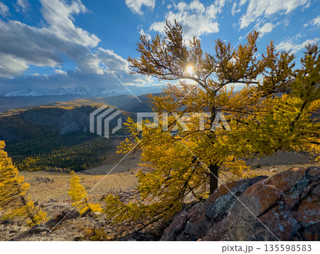 Golden hour mountain overlook with autumn yellow trees and snow capped peaks in Altai 135598583