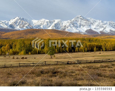 Autumnal Altai landscape with snow capped mountains golden forest and rustic fence in open plains Autumnal Altai landscape with snow capped mountains golden forest and rustic fence in open plains 135598593