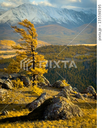 Golden autumn lone tree on rocky overlook with snow capped mountains in Altai valley landscape 135598595