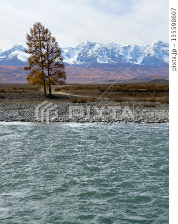 Lone tree by a rocky riverbank with snow capped mountains in autumn landscape 135598607
