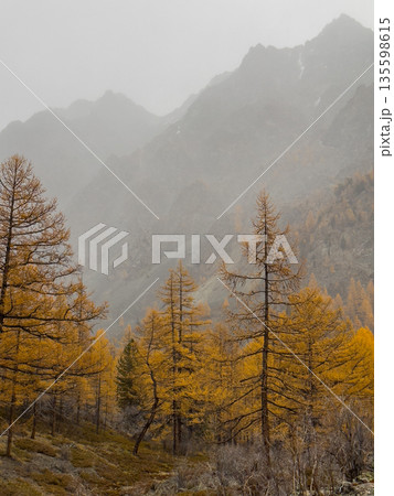 Golden autumn forest with tall bare trees and hazy mountains in the distance Golden autumn forest with tall bare trees and hazy mountains in the distance 135598615