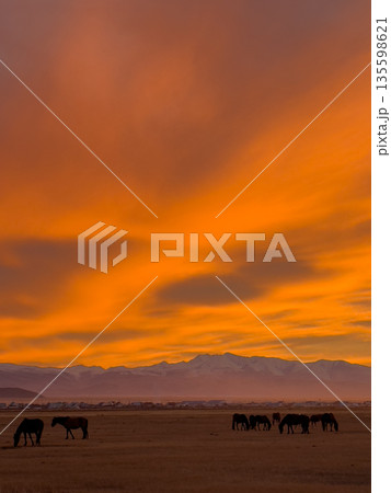 Golden sunset over the Altai plains with grazing horses and distant snowcapped mountains 135598621