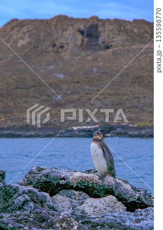 Galapagos Penguin, Galapagos National Park 135598770