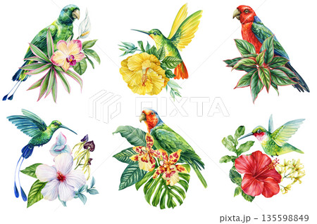Tropical Birds and Flowers Watercolor Set Parrots and Hummingbirds with Exotic Floral Botanical Elements on White 135598849