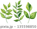 Green leaves set watercolor botanical branches and fresh leaf sprigs isolated on white for natural wedding stationery and decor 135598850