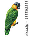 Green parrot watercolor bird portrait with yellow orange chest isolated on white background, Black-headed Caique 135598853