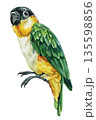Green parrot watercolor bird portrait side view with yellow orange chest isolated on white background, Black-headed Caique 135598856