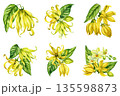 Ylang ylang flowers watercolor set yellow tropical blossoms buds and green leaves botanical collection isolated on white 135598873