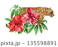 Leopard with red hibiscus watercolor illustration wild spotted cat with tropical leaves isolated on white 135598891