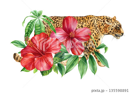 Leopard with red hibiscus watercolor illustration wild spotted cat with tropical leaves isolated on white 135598891