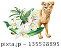 Lioness with white orchids watercolor illustration wild female lion with tropical leaves isolated on white 135598895