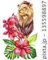Lion with tropical flowers watercolor illustration majestic wild animal with hibiscus and jungle leaves isolated 135598897