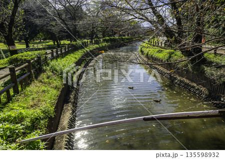 見沼氷川公園 見沼代用水西縁 埼玉県さいたま市 見沼氷川公園 見沼代用水西縁 埼玉県さいたま市 135598932