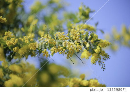 青空に広がるミモザの花 ふんわり玉ボケ背景(横) 青空に広がるミモザの花 ふんわり玉ボケ背景(横) 135598974