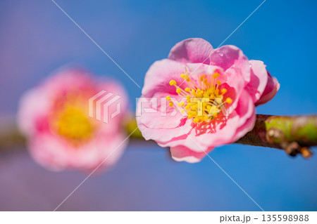 美しい枝垂れ紅梅の花 135598988