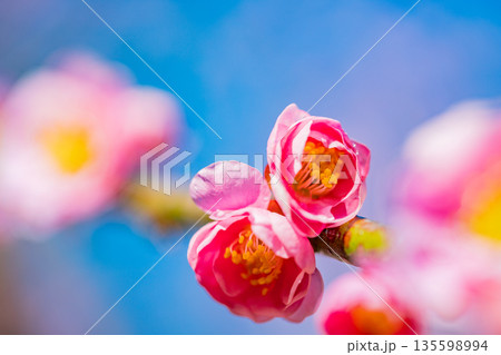 美しい枝垂れ紅梅の花 美しい枝垂れ紅梅の花 135598994
