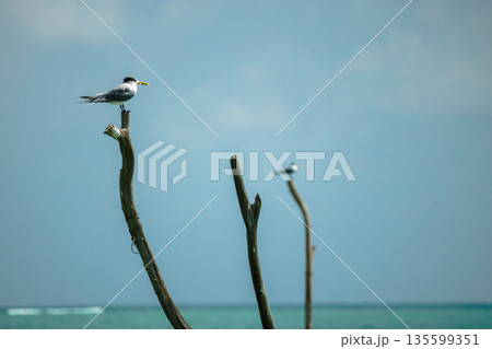 Great crested tern perched on wooden shrimp fishing poles above turquoise sea on Koh Samui, tropical coastal wildlife with wide copy space Great crested tern perched on wooden shrimp fishing poles above turquoise sea on Koh Samui, tropical coastal wildlife with wide copy space 135599351